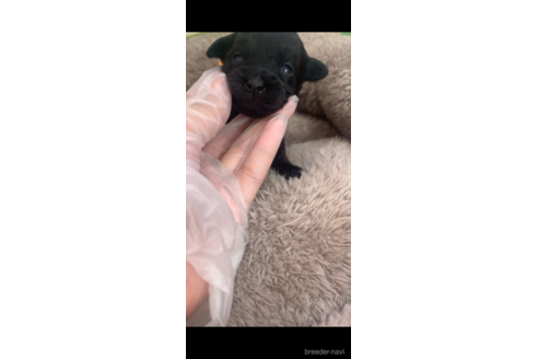 成約済の滋賀県のミックス犬-240154の2枚目
