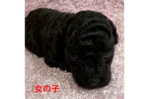 販売中の福岡県のトイプードル-240167