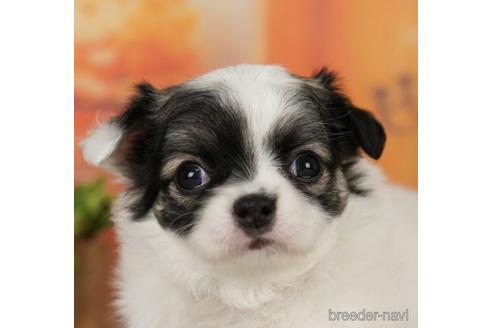 成約済の千葉県のチワワ(ロングコート)-240216の1枚目