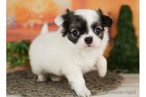 成約済の千葉県のチワワ(ロングコート)-240216の2枚目