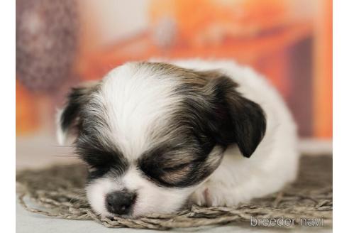 成約済の千葉県のチワワ(ロングコート)-240216の3枚目