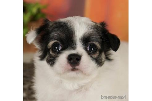 成約済の千葉県のチワワ(ロングコート)-240216の4枚目