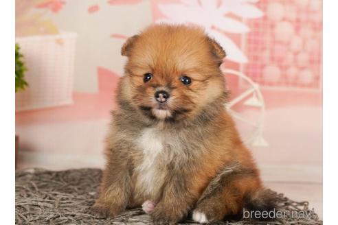 成約済の千葉県のポメラニアン-240219の4枚目