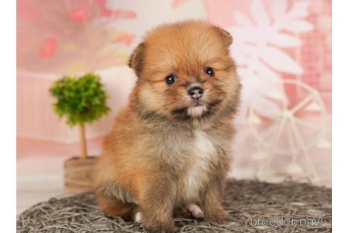 成約済の千葉県のポメラニアン-240219の5枚目