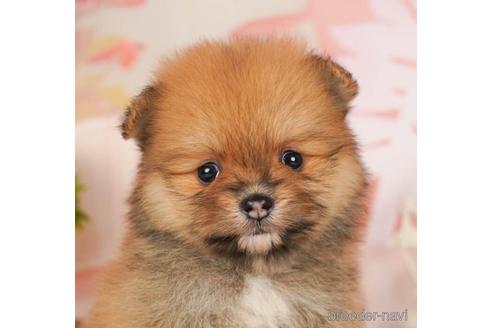 成約済の千葉県のポメラニアン-240219の2枚目