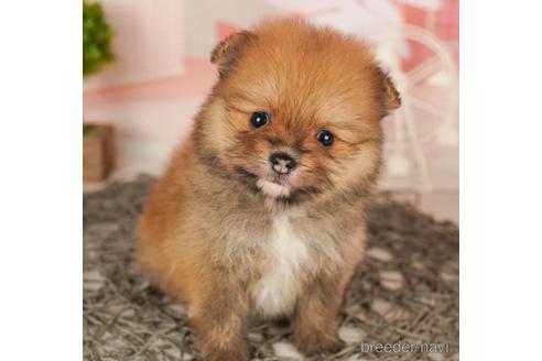 成約済の千葉県のポメラニアン-240219の1枚目