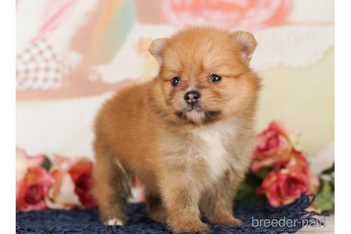 成約済の千葉県のポメラニアン-240221の5枚目