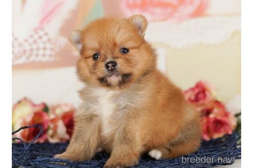 成約済の千葉県のポメラニアン-240221の3枚目