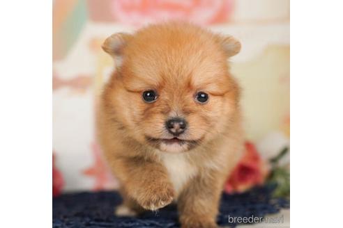 成約済の千葉県のポメラニアン-240221の2枚目