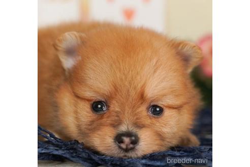 成約済の千葉県のポメラニアン-240221の1枚目