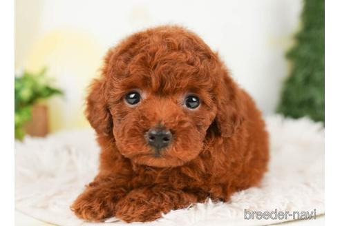 成約済の千葉県のトイプードル-240223の2枚目