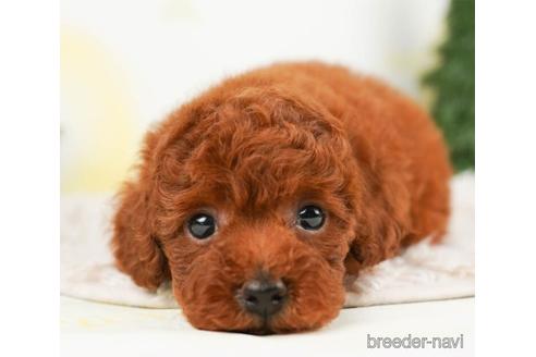 成約済の千葉県のトイプードル-240223の1枚目