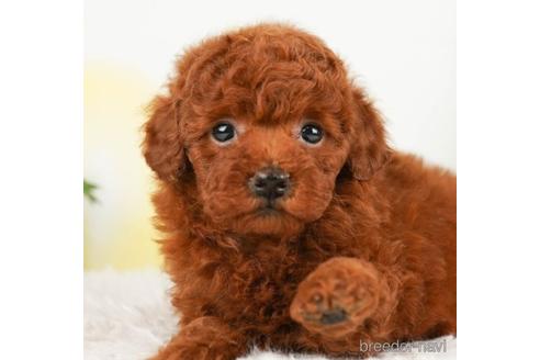 成約済の千葉県のトイプードル-240223の5枚目