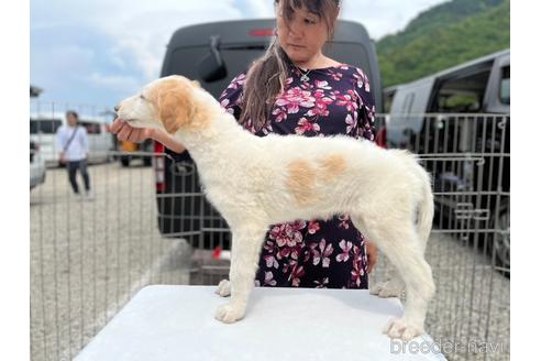 成約済の岐阜県のボルゾイ-240291の2枚目