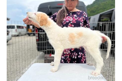 成約済の岐阜県のボルゾイ-240291の3枚目