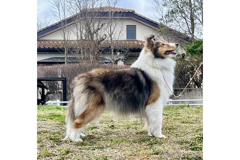 コユキちゃん1枚目