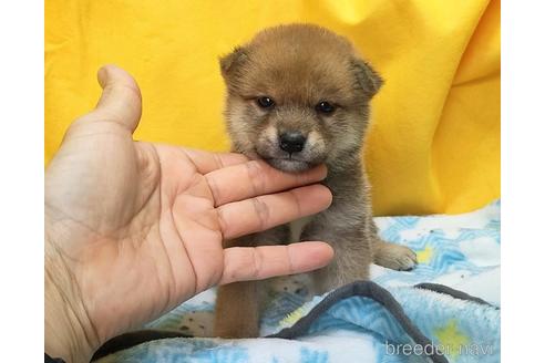 成約済の埼玉県の柴犬-240315の2枚目