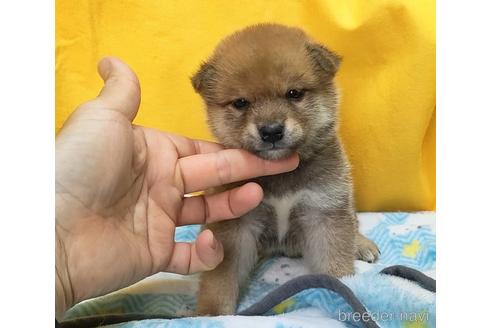 成約済の埼玉県の柴犬-240315の3枚目