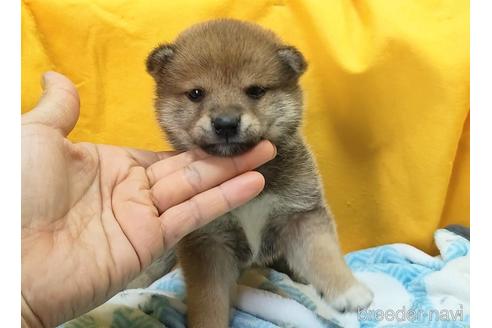 成約済の埼玉県の柴犬-240319の3枚目