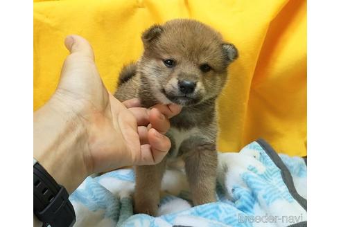 成約済の埼玉県の柴犬-240319の4枚目