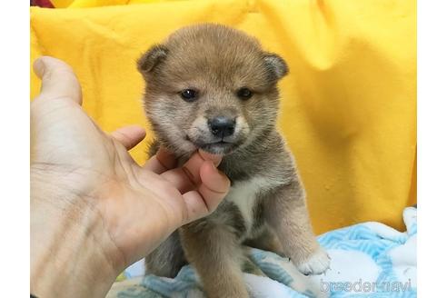 成約済の埼玉県の柴犬-240319の2枚目