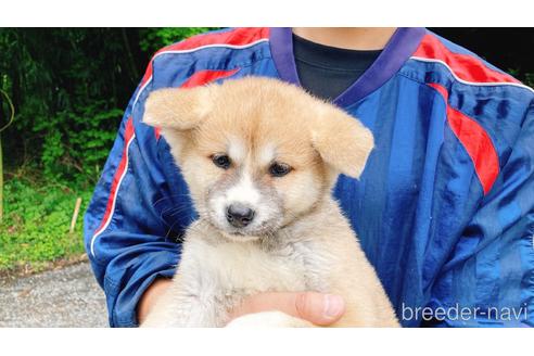 販売中の静岡県の秋田犬-240320