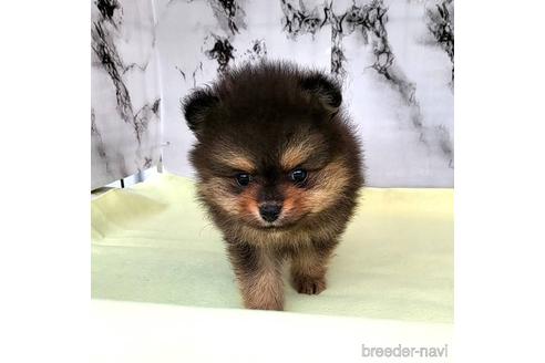 成約済の茨城県のポメラニアン-239053の4枚目