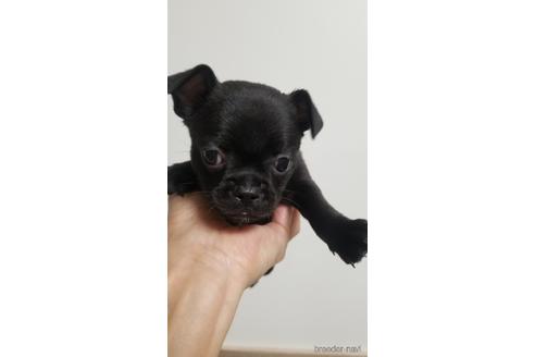 成約済の愛知県のミックス犬-237754の4枚目