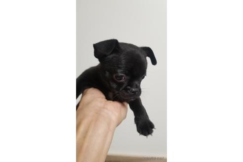 成約済の愛知県のミックス犬-237754の3枚目
