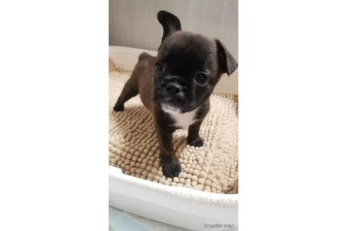 成約済の愛知県のミックス犬-237711の1枚目