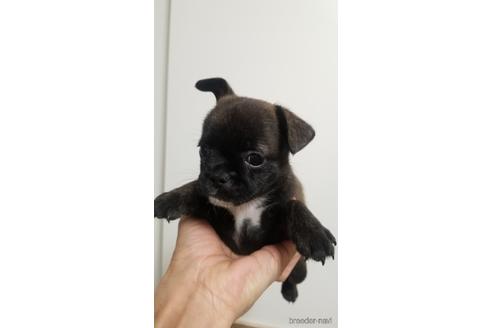 成約済の愛知県のミックス犬-237711の4枚目
