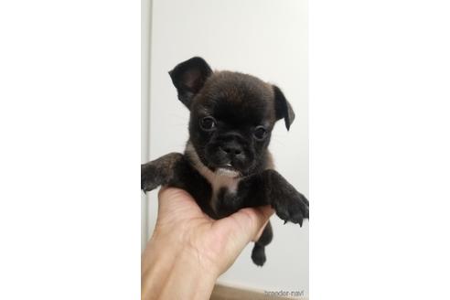 成約済の愛知県のミックス犬-237711の3枚目