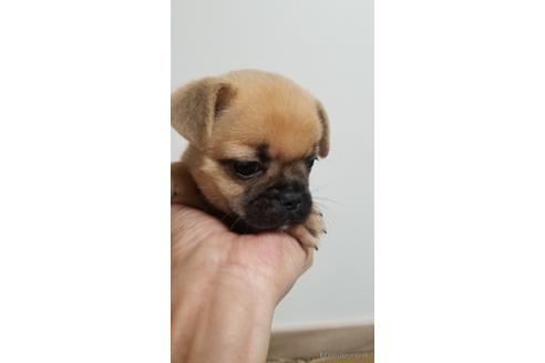 成約済の愛知県のミックス犬-237710の4枚目