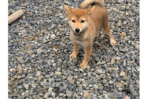 成約済の岡山県の柴犬-212175の5枚目