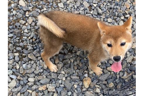 成約済の岡山県の柴犬-212175の4枚目