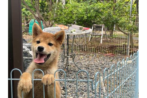 成約済の岡山県の柴犬-212175の1枚目