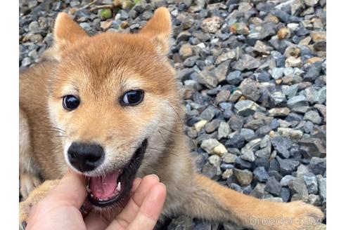 成約済の岡山県の柴犬-212175の5枚目