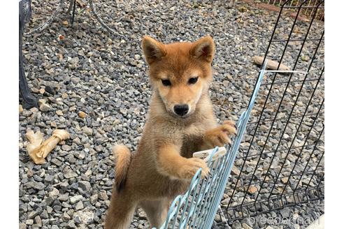 成約済の岡山県の柴犬-212175の3枚目