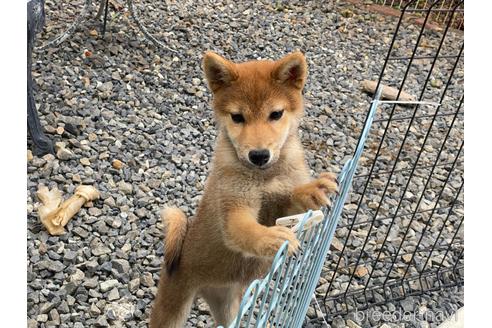 成約済の岡山県の柴犬-212175の4枚目