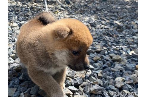 成約済の岡山県の柴犬-234720の7枚目