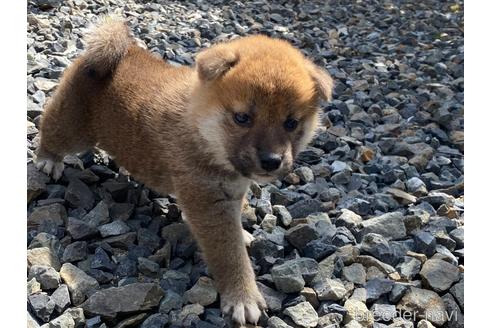 販売中の岡山県の柴犬-234720の8枚目