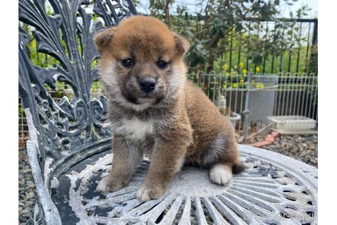 成約済の岡山県の柴犬-234720の9枚目