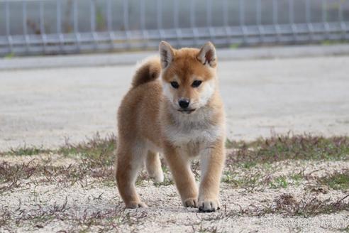 成約済の愛媛県の柴犬-239166の2枚目