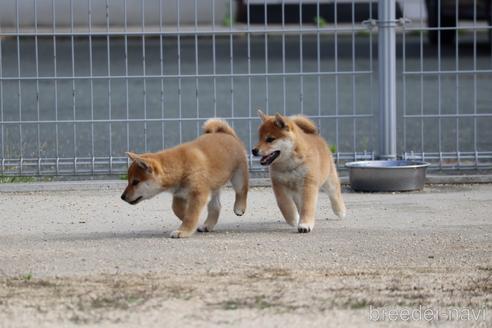 成約済の愛媛県の柴犬-239166の3枚目