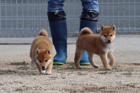 成約済の愛媛県の柴犬-239166の4枚目