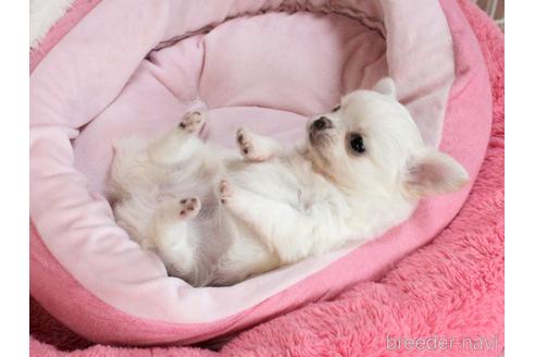成約済の兵庫県のチワワ(ロングコート)-238463の11枚目
