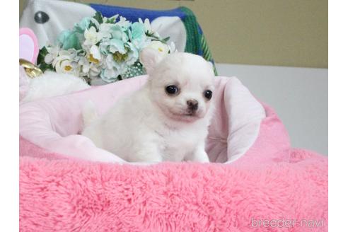 成約済の兵庫県のチワワ(ロングコート)-238463の10枚目