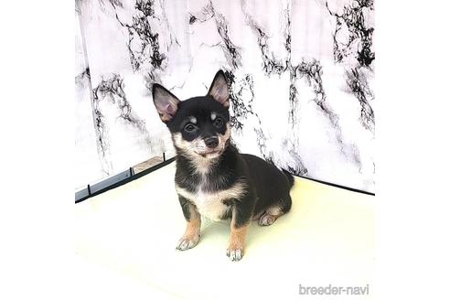 成約済の茨城県のミックス犬-235805