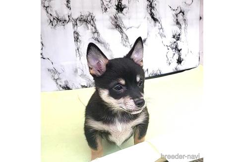 成約済の茨城県のミックス犬-235805の5枚目