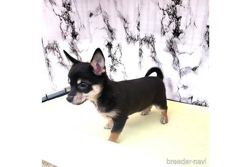 成約済の茨城県のミックス犬-235805の2枚目